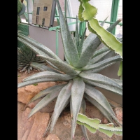 Aloe ferox (fam Liliacees) (Afr. du sud) (2)